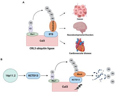 Current trends of high-risk gene Cul3 in neurodevelopmental disorders